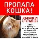 Подробнее об объявлении «Химки Пропала кошка нашедшему вознаграждение» Фото: пропала кошка  «Химки Пропала кошка нашедшему вознаграждение» в г. Химки