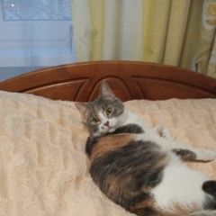 Подробнее об объявлении «Пропала кошка трехцветная Брянск» Фото: пропала кошка  «Пропала кошка трехцветная Брянск» в г. Брянск