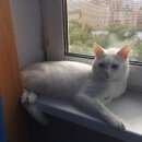 Подробнее об объявлении «Москва Пропал кот белый кот» Фото: пропала кошка  «Москва Пропал кот белый кот» в г. Москва