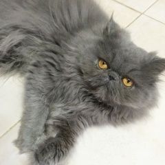 Подробнее об объявлении «Пропал кот персидский кот Домодедово» Фото: пропала кошка Персидская кошка «Пропал кот персидский кот Домодедово» в г. Домодедово