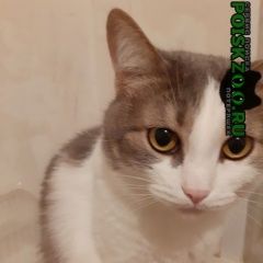Подробнее об объявлении «Нижний Новгород Пропала кошка» Фото: пропала кошка  «Нижний Новгород Пропала кошка» в г. Нижний Новгород