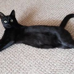 Подробнее об объявлении «Воронеж Пропал кот около хользунова д» Фото: пропала кошка  «Воронеж Пропал кот около хользунова д» в г. Воронеж