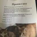 Подробнее об объявлении «Москва Пропал кот» Фото: пропала кошка  «Москва Пропал кот» в г. Москва
