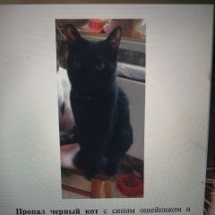 Подробнее об объявлении «Пропал кот черный кот на в новых черемушках Москва» Фото: пропала кошка  «Пропал кот черный кот на в новых черемушках Москва» в г. Москва