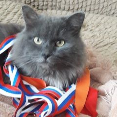 Подробнее об объявлении «Красноярск Пропал кот» Фото: пропала кошка  «Красноярск Пропал кот» в г. Красноярск