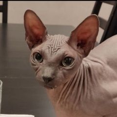 Подробнее об объявлении «Пропал кот канадский сфинкс беня Видное» Фото: пропала кошка Канадский сфинкс «Пропал кот канадский сфинкс беня Видное» в г. Видное