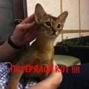 Подробнее об объявлении «Химки Пропал кот» Фото: пропала кошка Абиссинская «Химки Пропал кот» в г. Химки