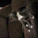 Подробнее об объявлении «Мытищи Пропала кошка в августе рано утром» Фото: пропала кошка  «Мытищи Пропала кошка в августе рано утром» в г. Мытищи