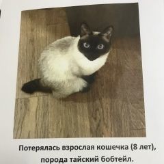 Подробнее об объявлении «Пропала кошка Москва» Фото: пропала кошка Тайская «Пропала кошка Москва» в г. Москва
