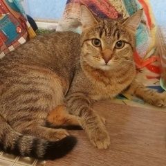 Подробнее об объявлении «Пропала кошка Самара» Фото: пропала кошка  «Пропала кошка Самара» в г. Самара