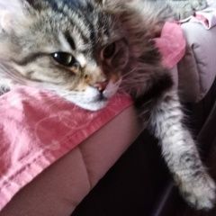 Подробнее об объявлении «Пропала кошка Котлас» Фото: пропала кошка Мейн-кун «Пропала кошка Котлас» в г. Котлас