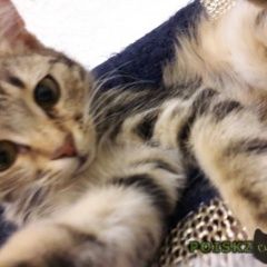 Подробнее об объявлении «Пропал кот район школы, лет октября, первомайско Батайск» Фото: пропала кошка  «Пропал кот район школы, лет октября,...» в г. Батайск