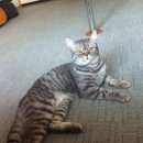 Подробнее об объявлении «Сосновоборск (Красноярский край) Пропал кот» Фото: пропала кошка  «Сосновоборск (Красноярский край) Пропал кот» в г. Сосновоборск (Красноярский край)