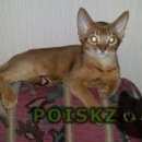 Подробнее об объявлении «Пропал кот Ставрополь» Фото: пропала кошка Абиссинская «Пропал кот Ставрополь» в г. Ставрополь