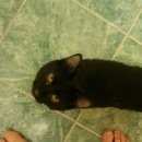 Подробнее об объявлении «Пропал кот Томск» Фото: пропала кошка  «Пропал кот Томск» в г. Томск