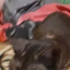 Подробнее об объявлении «Пропала кошка Таганрог» Фото: пропала кошка  «Пропала кошка Таганрог» в г. Таганрог