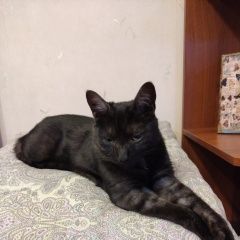 Подробнее об объявлении «Чехов Пропал кот черный кот с серым подпушком» Фото: пропала кошка  «Чехов Пропал кот черный кот с серым подпушком» в г. Чехов