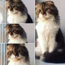 Подробнее об объявлении «Бердск Пропал кот вислоухий шотландский кот» Фото: пропала кошка Шотландская вислоухая «Бердск Пропал кот вислоухий шотландский кот» в г. Бердск