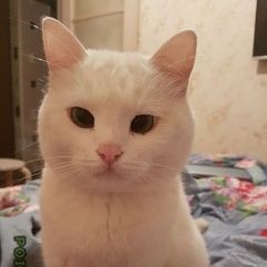 Подробнее об объявлении «Пропала кошка Москва» Фото: пропала кошка  «Пропала кошка Москва» в г. Москва