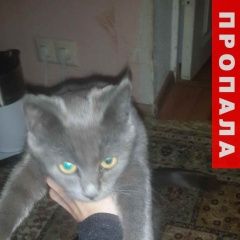 Подробнее об объявлении «Пропала кошка Краснодар» Фото: пропала кошка  «Пропала кошка Краснодар» в г. Краснодар
