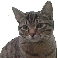 Подробнее об объявлении «Москва Пропала кошка с коротким хвостом» Фото: пропала кошка  «Москва Пропала кошка с коротким хвостом» в г. Москва