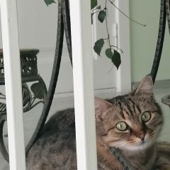 Подробнее об объявлении «Анапа Пропала кошка» Фото: пропала кошка  «Анапа Пропала кошка» в г. Анапа