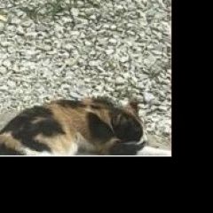 Подробнее об объявлении «Пропала кошка Новороссийск» Фото: пропала кошка  «Пропала кошка Новороссийск» в г. Новороссийск