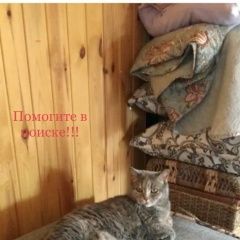 Подробнее об объявлении «Пропала кошка Итатский» Фото: пропала кошка Британская короткошерстная кошка «Пропала кошка Итатский» в г. Итатский