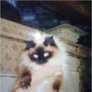 Подробнее об объявлении «Москва Пропала кошка в ботаническом саду» Фото: пропала кошка  «Москва Пропала кошка в ботаническом саду» в г. Москва