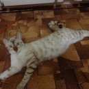 Подробнее об объявлении «Пропал кот Кемерово» Фото: пропала кошка Бенгальская «Пропал кот Кемерово» в г. Кемерово