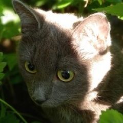 Подробнее об объявлении «Пропала кошка и кот Малаховка» Фото: пропала кошка  «Пропала кошка и кот Малаховка» в г. Малаховка