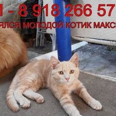 Подробнее об объявлении «Пропал кот молодой котик максим. Краснодар» Фото: пропала кошка  «Пропал кот молодой котик максим. Краснодар» в г. Краснодар