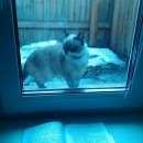 Подробнее об объявлении «Пропала кошка Томск» Фото: пропала кошка  «Пропала кошка Томск» в г. Томск