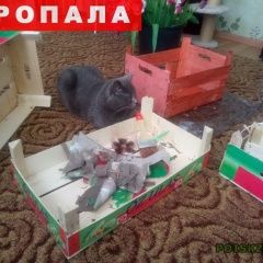 Подробнее об объявлении «Пропал кот Краснодар» Фото: пропала кошка Британская короткошерстная «Пропал кот Краснодар» в г. Краснодар