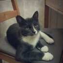 Подробнее об объявлении «Пропал кот Железнодорожный (Московск.)» Фото: пропала кошка  «Пропал кот Железнодорожный (Московск.)» в г. Железнодорожный (Московск.)