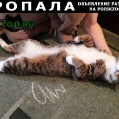 Подробнее об объявлении «Видное Пропал кот макс» Фото: пропала кошка  «Видное Пропал кот макс» в г. Видное