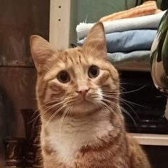 Подробнее об объявлении «Пропал кот не умеет мяукать Тверь» Фото: пропала кошка  «Пропал кот не умеет мяукать Тверь» в г. Тверь