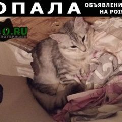 Подробнее об объявлении «Москва Пропала кошка серая кошечка 4 апреля» Фото: пропала кошка  «Москва Пропала кошка серая кошечка 4 апреля» в г. Москва
