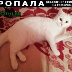 Подробнее об объявлении «Пропал кот Тюмень» Фото: пропала кошка  «Пропал кот Тюмень» в г. Тюмень