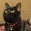 Подробнее об объявлении «Москва Пропала кошка» Фото: пропала кошка  «Москва Пропала кошка» в г. Москва
