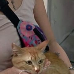 Подробнее об объявлении «Пропал кот рыжий больной котик Симферополь» Фото: пропала кошка  «Пропал кот рыжий больной котик Симферополь» в г. Симферополь