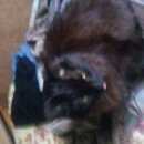 Подробнее об объявлении «Иваново Пропал кот» Фото: пропала кошка  «Иваново Пропал кот» в г. Иваново