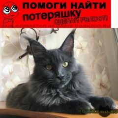 Подробнее об объявлении «Хабаровск Пропал кот» Фото: пропала кошка Мейн-кун «Хабаровск Пропал кот» в г. Хабаровск
