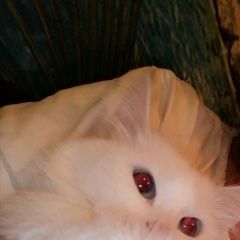 Подробнее об объявлении «Пропала кошка Смоленск» Фото: пропала кошка  «Пропала кошка Смоленск» в г. Смоленск