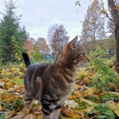 Подробнее об объявлении «Москва Пропал кот любимый кот робин» Фото: пропала кошка  «Москва Пропал кот любимый кот робин» в г. Москва