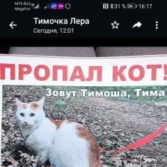 Подробнее об объявлении «Анапа Пропал кот тимоша 3 года» Фото: пропала кошка  «Анапа Пропал кот тимоша 3 года» в г. Анапа