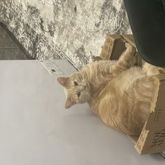 Картинка пропала кошка В городе Люберцы исчез котэ. Люберцы