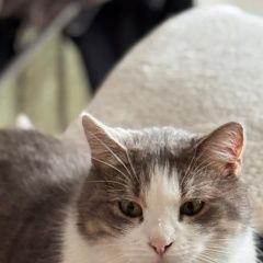 ����: ������� �����  �������� ����� ���������� � �. ����������