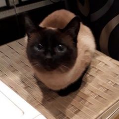Подробнее об объявлении «Пропала кошка помогите      Москва» Фото: пропала кошка Тайская «Пропала кошка помогите      Москва» в г. Москва