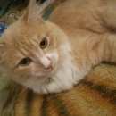 Подробнее об объявлении «Улан-Удэ Пропал кот» Фото: пропала кошка  «Улан-Удэ Пропал кот» в г. Улан-Удэ